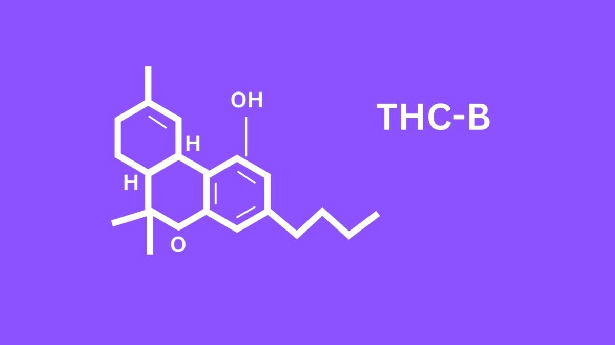 The Beginner's Guide To Understanding THC-B And Its Effects – Direct ...